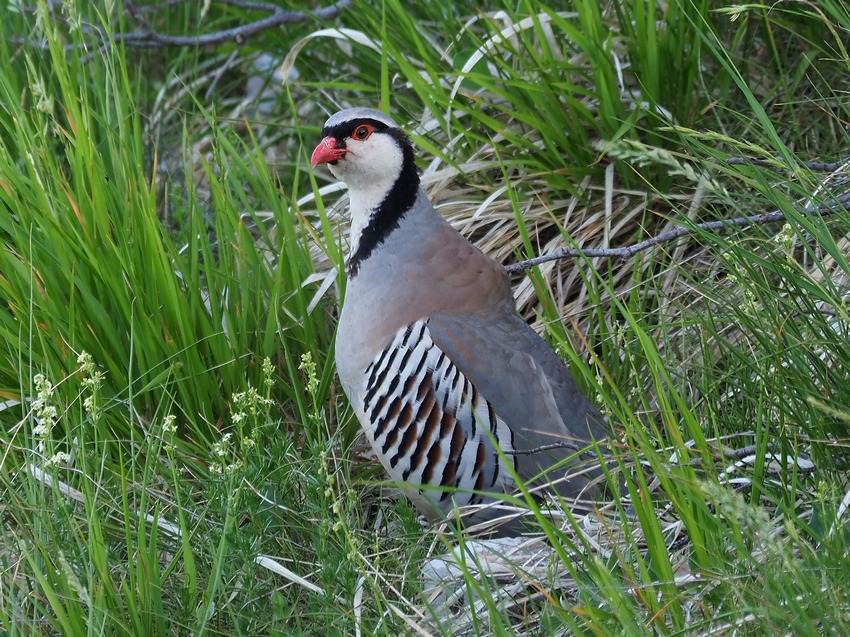 Coturnce (Alectoris graeca )